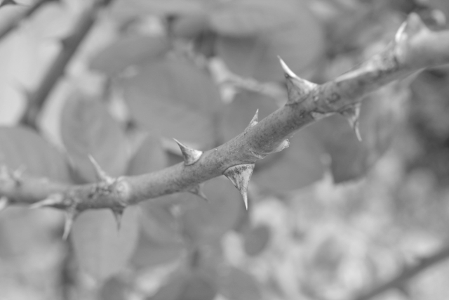 じわじわ効いてくる心のトゲ