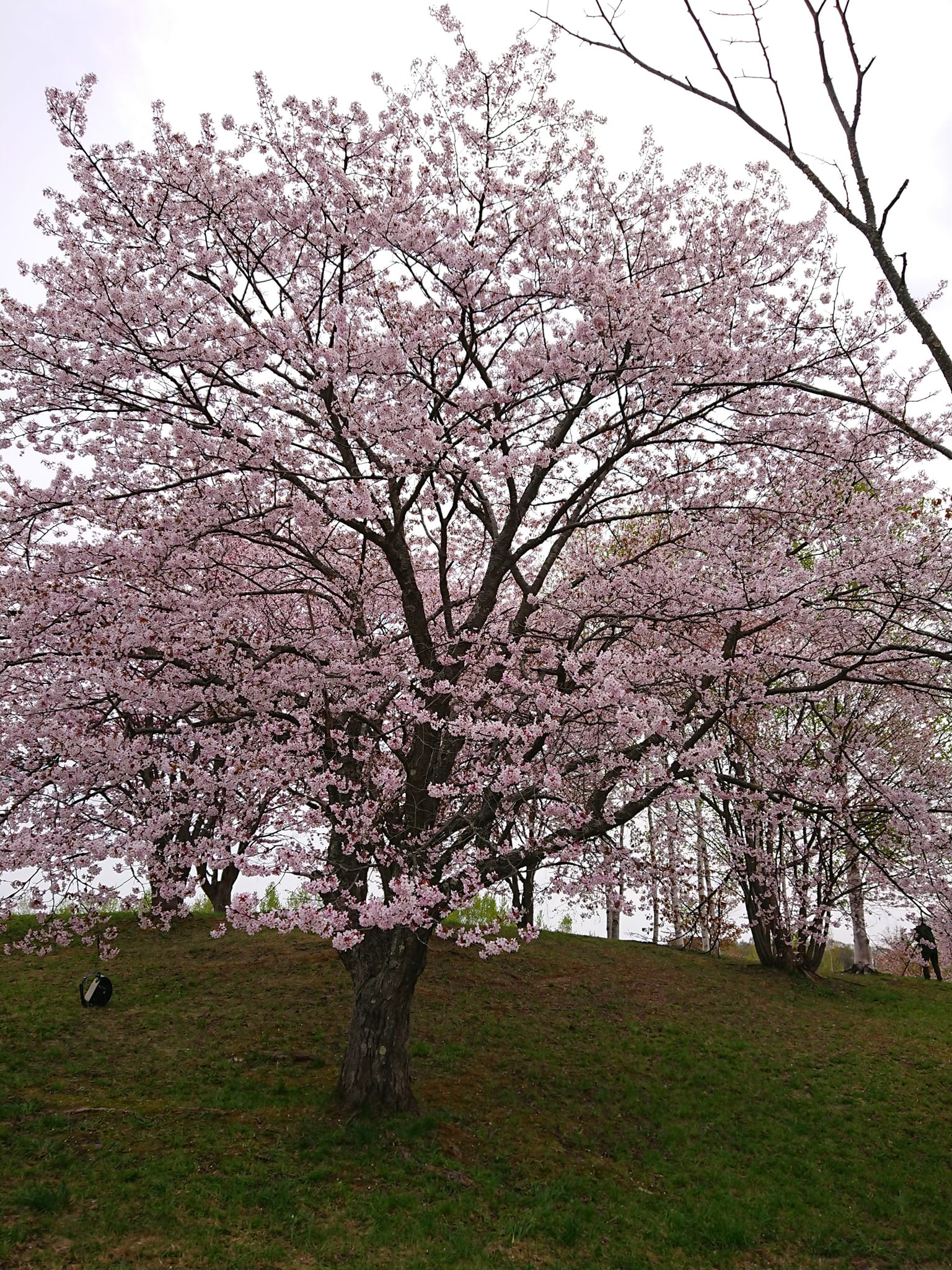心のままに行動してみた結果・・・